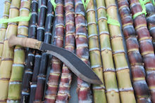 Sugarcane stalks with cane knife